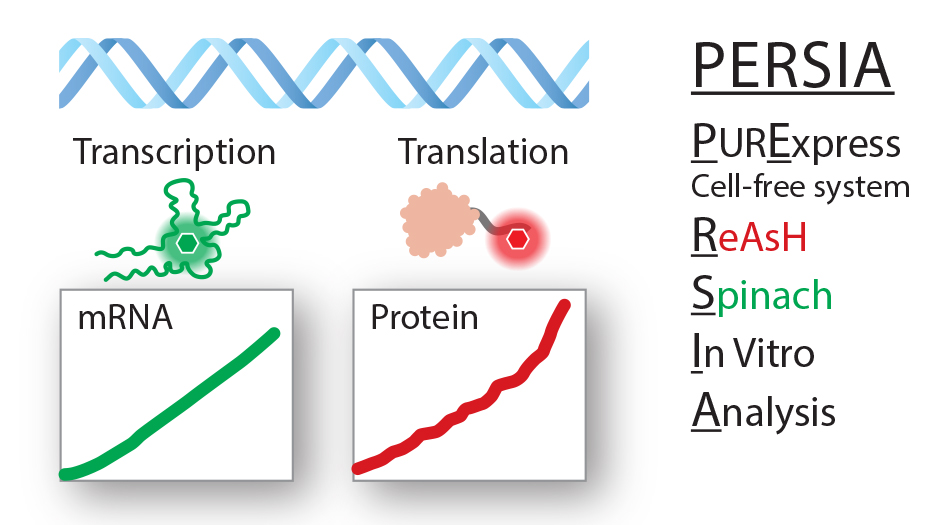 an illustration showing the breakdown of the PERSIA acronym and drawings of the fluorescent signal produced  with transcription and translation.