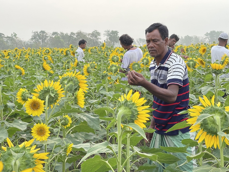 A man stands in a sunflower field, inspecting the crop 